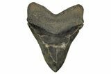 Fossil Megalodon Tooth - Beast From South Carolina #316980-2